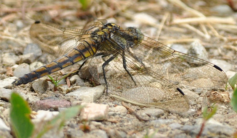 Orthetrum?